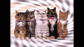 Смешные и просто красивые фотографии кошек. (Funny and just pretty pictures of cats)