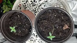 Afgoo Overdrive Update&lrm;                 @YIELD SOURCE &nbsp;@Organic Grow Channel   @Matt's Greenspace