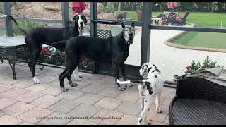 Funny Great Dane Puppy Passes On Neighborhood Watch & Runs Straight Into The Pool