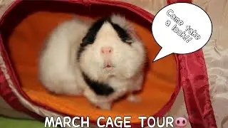 Guinea pig cage tour! || March 2020