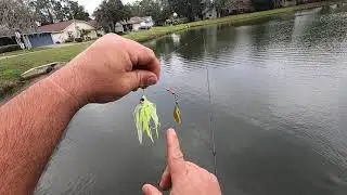 Booyah spinner bait