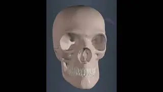 Eye Socket #education