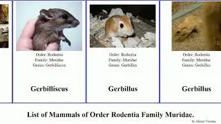 List of Mammals of Order Rodentia Family Muridae. mouse rat field gerbil hamster spiny hopping