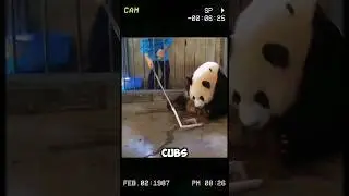 You Won't Believe What This Panda Mom Did to Protect Her Cubs!  #shorts #short sh