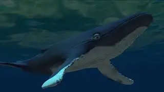 VFX Animation - Humpback Whale Swimming