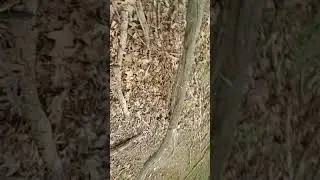 walking in Big Creek Park Way Parma Ohio