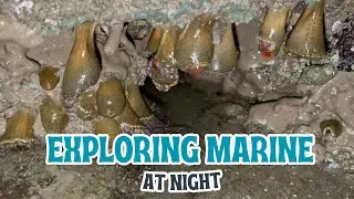 Explore Marine Life And The Beautiful Scenery Of The Coast At Night.