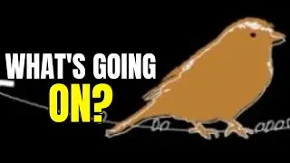 When Will Giant Sparrow Release Their Next Game? - What's Going On?