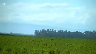 Galgos de campos 