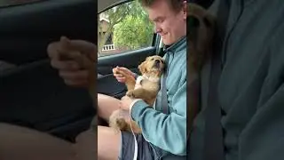 Smart dogs are cute and funny 2021#shorts