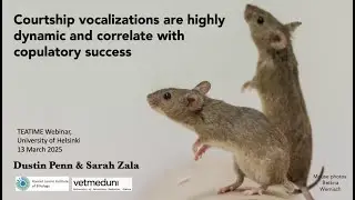 Courtship vocalisations of house mice are highly dynamic and correlate with copulatory success