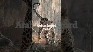 Animals that will be extinct soon 😭💔 #edit #animals #2024 #shorts #extinction