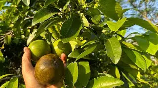 How To Grow Extremely Sweet Flavorful Chocolate Pudding Fruit (Black Sapote) | 4/20/24