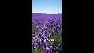 The Magic and Healing Power of Lavender