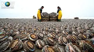 How Australia Harvests $10 Million in Abalone While Battling Sharks and Rocks | Fishing Documentary
