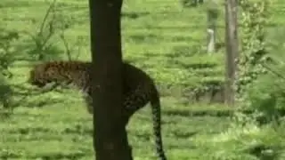 Insane leopard acrobatics