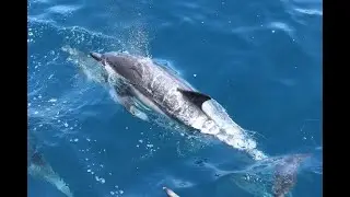 Newport Landing Whale Watching 05.25.2025