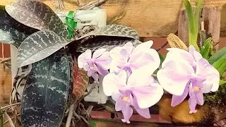 Como estão as orquídeas hoje no orquidário com Luz Artificial e em Apartamento