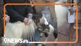 Miniature horses spread the word about the Rocky Mountain Horse Expo