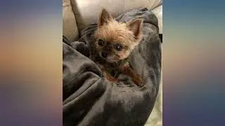 Genteele Sherpa Throw Blanket Super Soft Reversible Ultra Luxurious Plush Blanket review