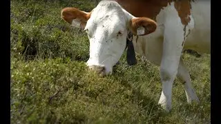 Wie die Salzburger Almwirtschaft dem Klimawandel begegnet