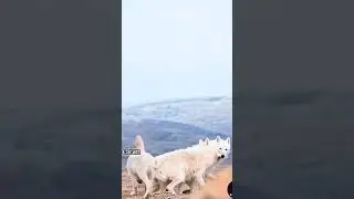 wolf got attack from bison #wildlife #wolf #nature