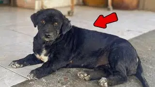 Puppy Lost All Her Fur  But Now She&rsquo;s Beautiful Again!