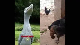 Shoebill Bird Sounds | Rare bird Sounds