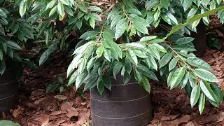 DURIHITAM 3MTR  SUPER TANGGUH 081328018166