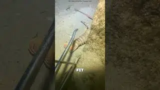 Cet homme confond un insecte dangereux avec un poisson 🦐