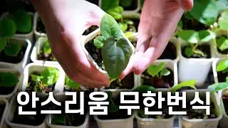 안스리움 셀프 씨들링으로 나만의 예쁜 희귀 식물을 만들어보자! /  RVDP x FS 셀프 자가수정 / 파종 번식 / 유전자 변이종 / 암술 수술 구분 / 꽃대 수분 과정