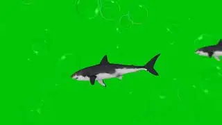 Copyright free 3d animation shark green screen video #shark