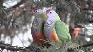 Rose Crowned Fruit Dove
