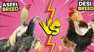 Who is Best Breed || Aseel vs Desi ??