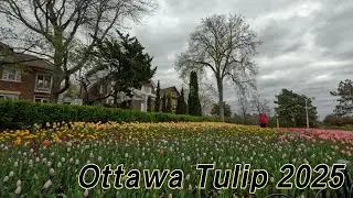 Ottawa Tulip Festival 2025
