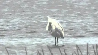 Chinese Egret Egretta eulophotes
