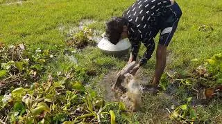 Amazing Hand Fishing Videos -Smart Boy Catching Catfish By Hand From Mud Water.