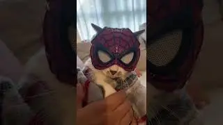 Кот готовится к Хэллоуину...🐱🤣#смешно #кошки #питомцы #хеллоуин #косплей