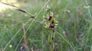 Blooming Marvels: Fly Orchids on Cumbria's Arnside Knott