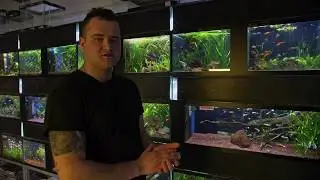 Chcete mít doma vodního pitbulla?