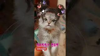 Sassy Cat | Funny Sassy Talk