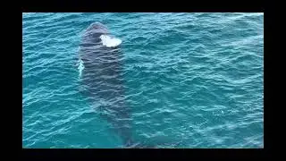 Went Whale Watching!!!! Cried a Little