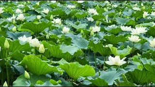 2025 06 06 White lotus Pond