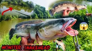 Amazing Back to Back Record Size Malabar Snakehead Fish Fishing 🎣 || Malabar Snakehead Fishing 🎣 || 
