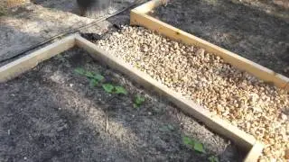 Florida Organic Vegetable Garden Two Week Update