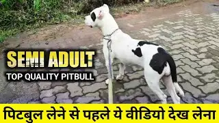 SEMI Adult pitbull for sale | Superb quality pitbull | American pitbull for sale