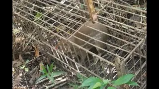 PACA na GAIOLA, veja a REAÇÃO DELA quando cheguei