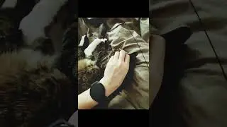 Our Cozy Little Bedtime Ritual🐾🐾😻😻#cat #catsounds #shorts #youtubeshorts  #catshorts #catsofyoutube