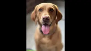 Operation Warrior Shield's - Operation Canine Companion Program
