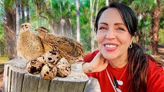 Las Codornices Comenzaron a Poner Huevos 🥚🔥 Sandra Cires Vlog